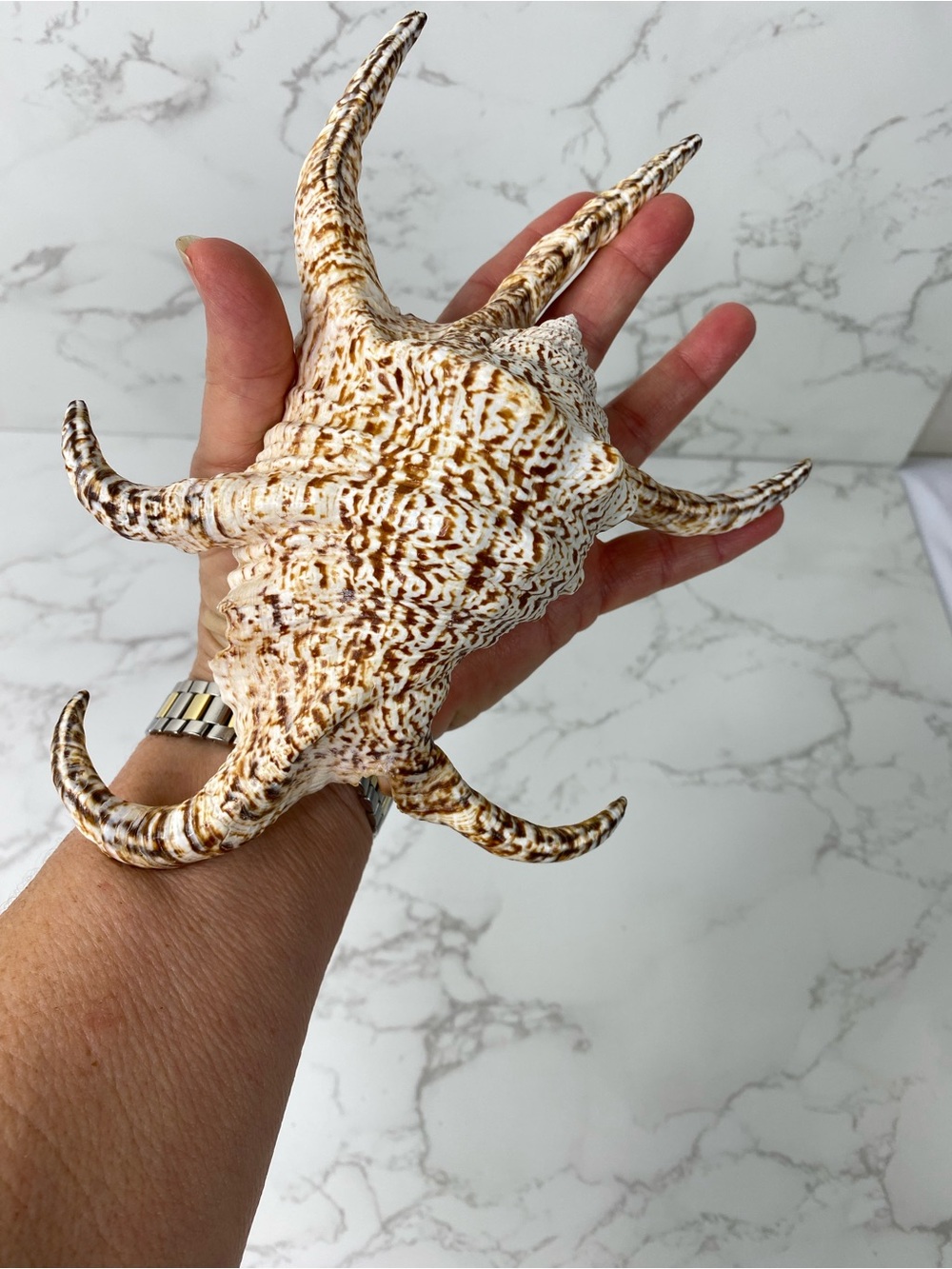 Large Decorative Giant Chiragra conch Seashell - Brown & Cream